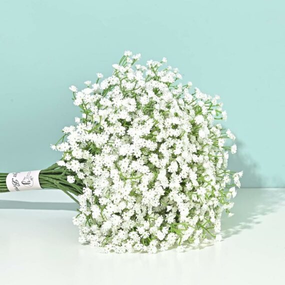 White Baby Breath Gypsophila Flower